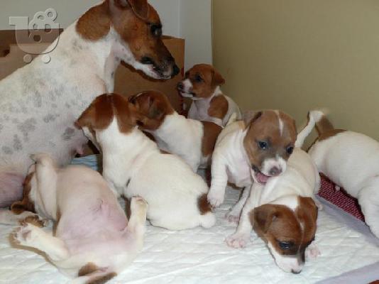 PoulaTo: Jack Russell Terrier